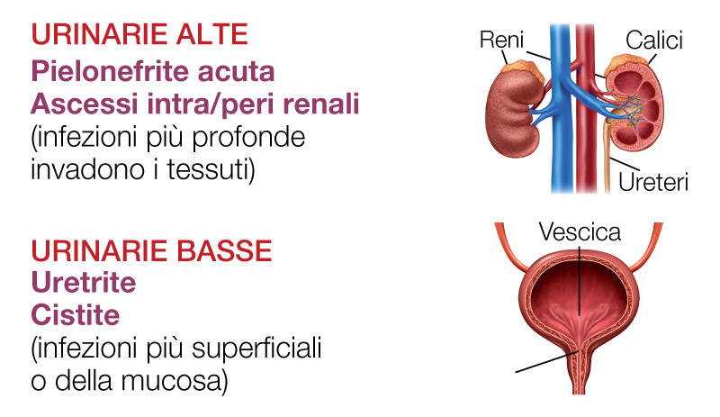 Vie-urinarie-alte--basse